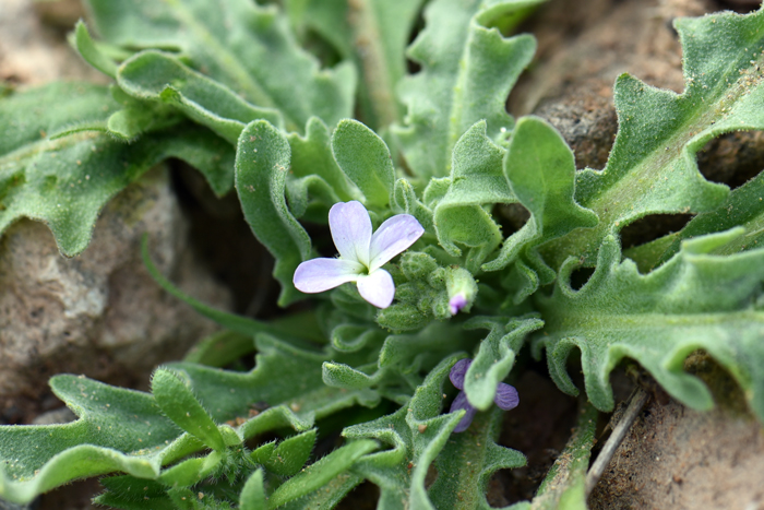 Stock is low growing species in the Brassicaceae family with flowers ranging from pink, purple, lavender, blue or white. Note that the flower (s) often set in the plant lower than the surrounding leaves. Matthiola parviflora